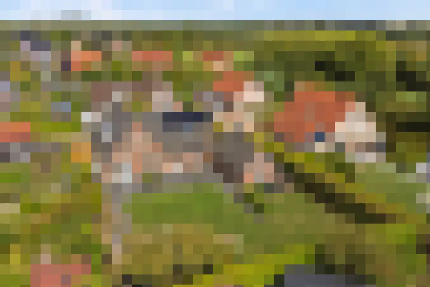 Teunisbloem 2 Kapelle thumbnail 66