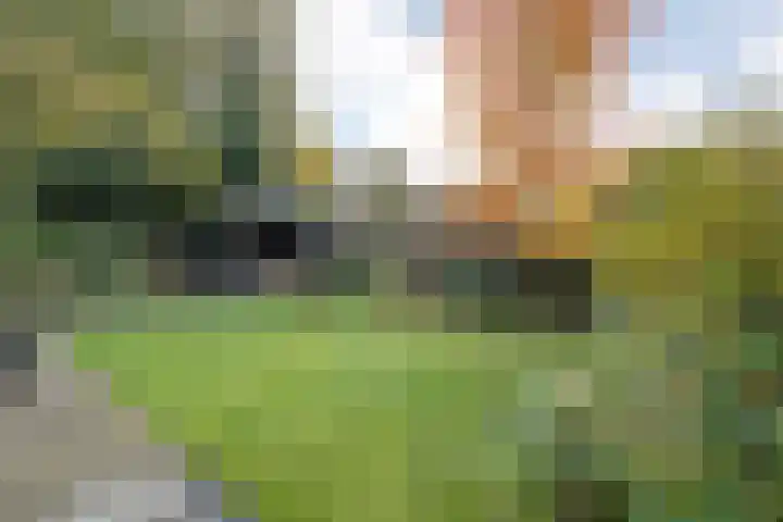 Teunisbloem 20 Dalfsen thumbnail 34
