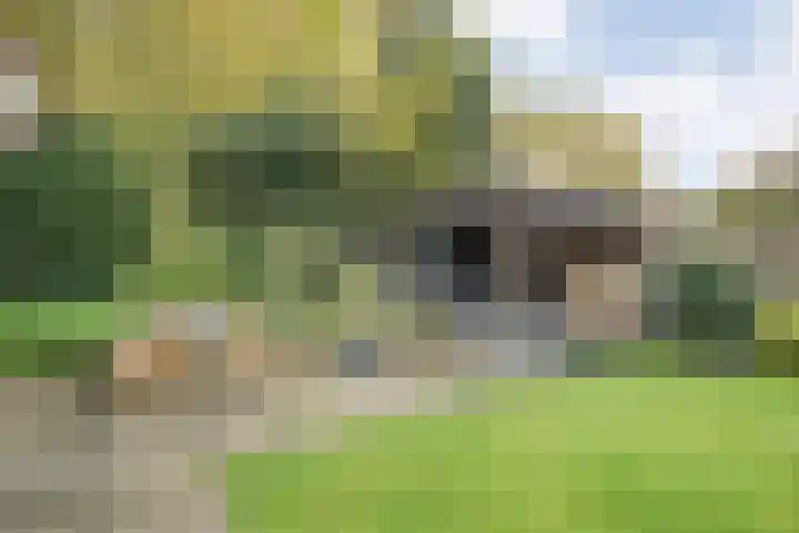 Teunisbloem 20 Dalfsen thumbnail 35