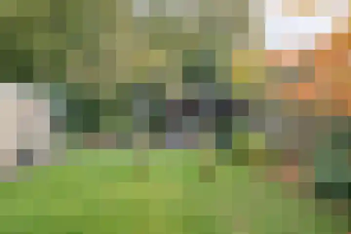 Teunisbloem 20 Dalfsen thumbnail 37