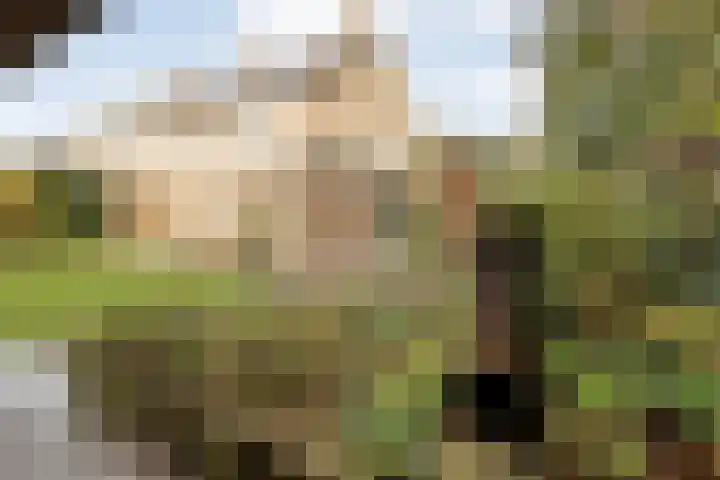 Teunisbloem 20 Dalfsen thumbnail 43