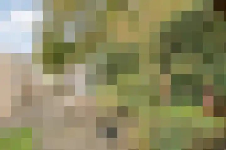 Teunisbloem 20 Dalfsen thumbnail 44