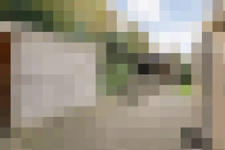 Teunisbloem 20 Dalfsen thumbnail 46