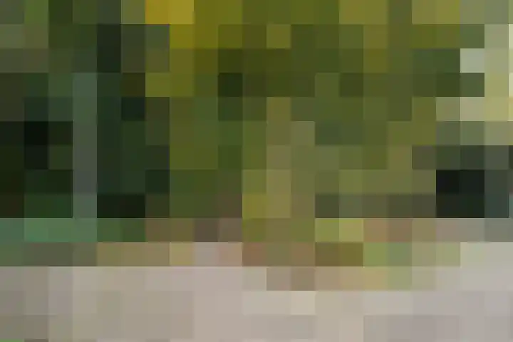 Teunisbloem 20 Dalfsen thumbnail 47