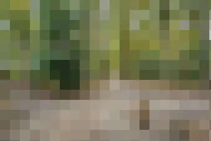 Teunisbloem 20 Dalfsen thumbnail 48