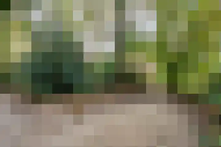 Teunisbloem 20 Dalfsen thumbnail 49