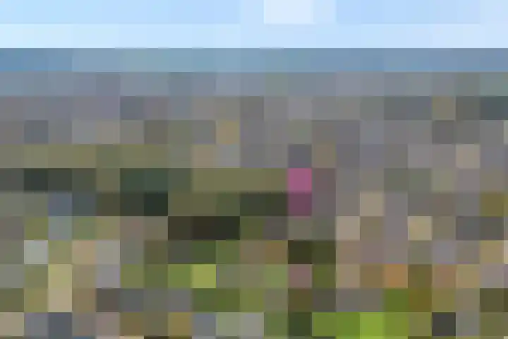 Teunisbloem 20 Dalfsen thumbnail 50