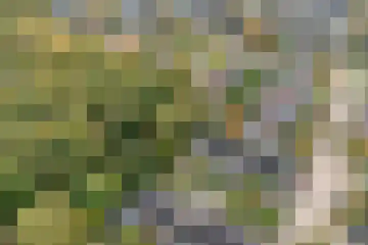 Teunisbloem 20 Dalfsen thumbnail 52