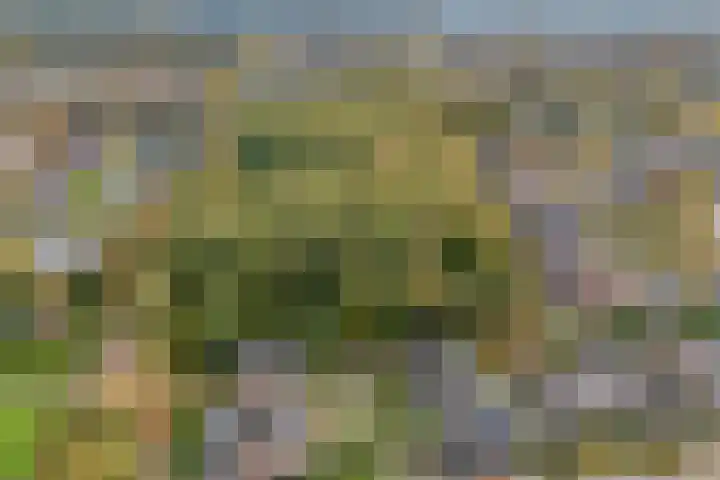 Teunisbloem 20 Dalfsen thumbnail 53