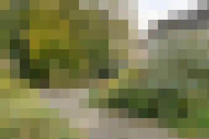 Teunisbloem 20 Dalfsen thumbnail 54