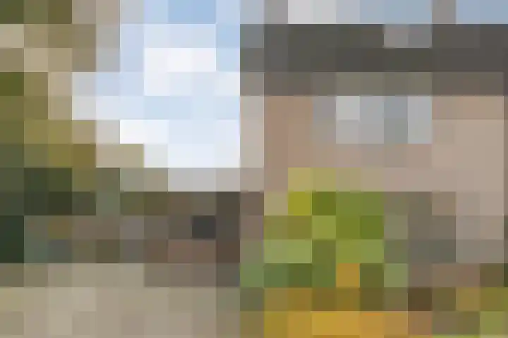 Teunisbloem 20 Dalfsen thumbnail 58