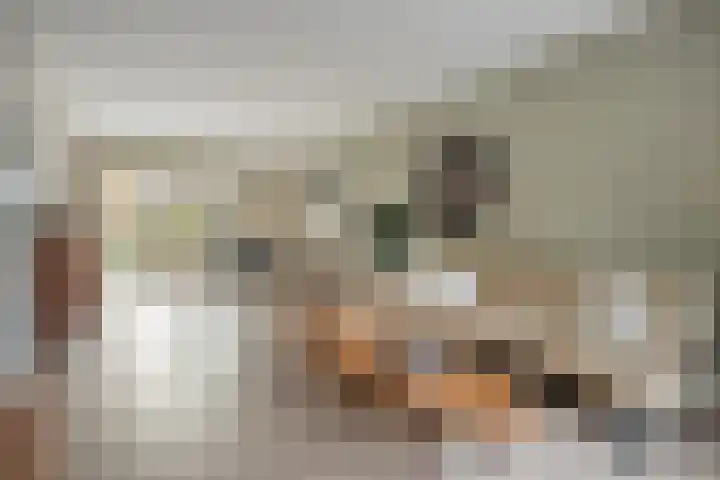 Teunisbloem 20 Dalfsen thumbnail 7