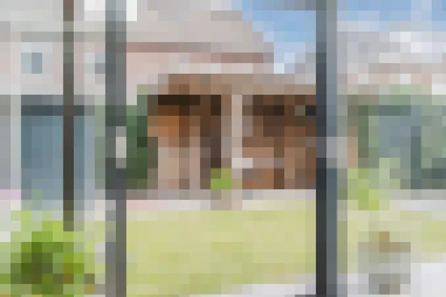 Teunisbloem 20 Gemert thumbnail 23