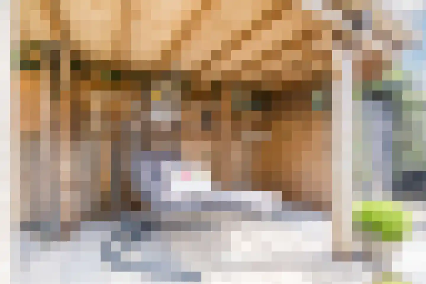 Teunisbloem 20 Gemert thumbnail 42