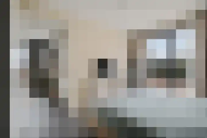 Teunisbloem 4 Berghem thumbnail 23