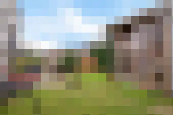 Teunisbloem 4 Berghem thumbnail 35