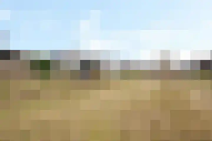 Teunisbloem 4 Berghem thumbnail 43