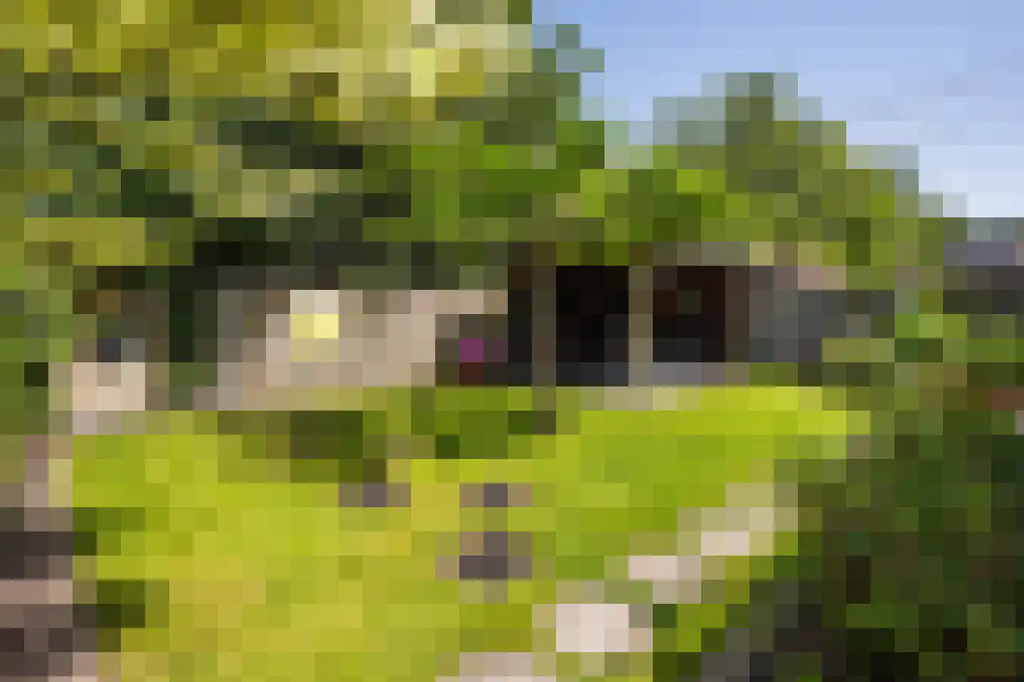 Teunisbloem 41 Dalfsen thumbnail 31