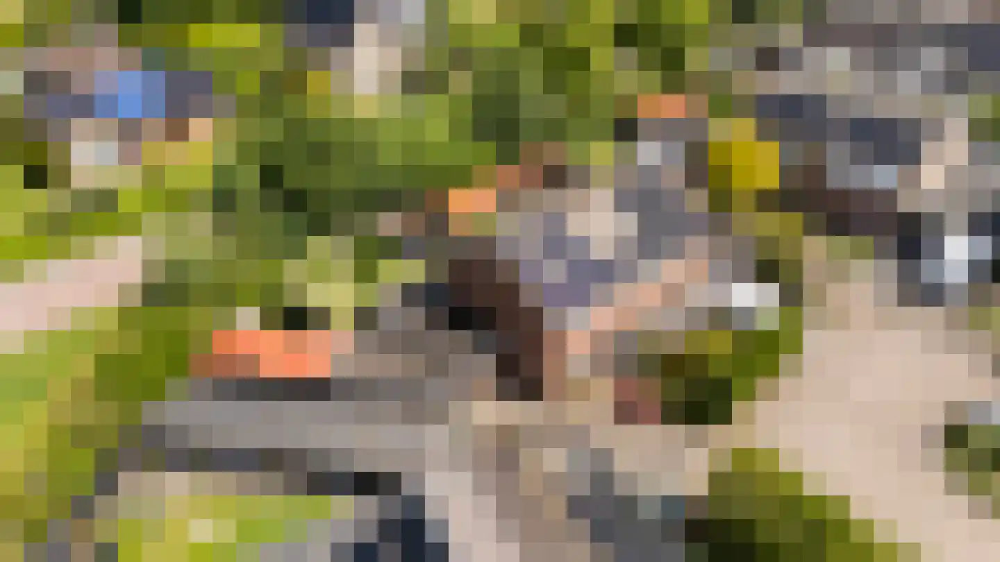 Teunisbloem 41 Dalfsen thumbnail 35