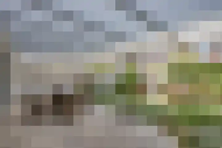 Teunisbloem 6 Eijsden thumbnail 4