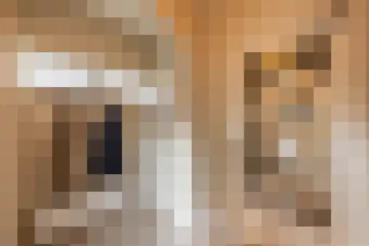 Teunisbloemlaan 6 Bentveld thumbnail 7