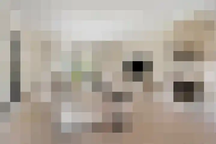Teunishoeve 4 Helmond thumbnail 18