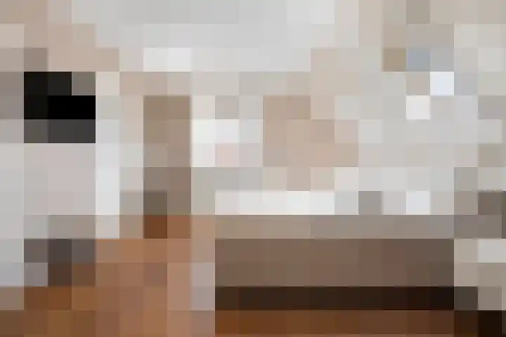 Teunishoeve 4 Helmond thumbnail 5