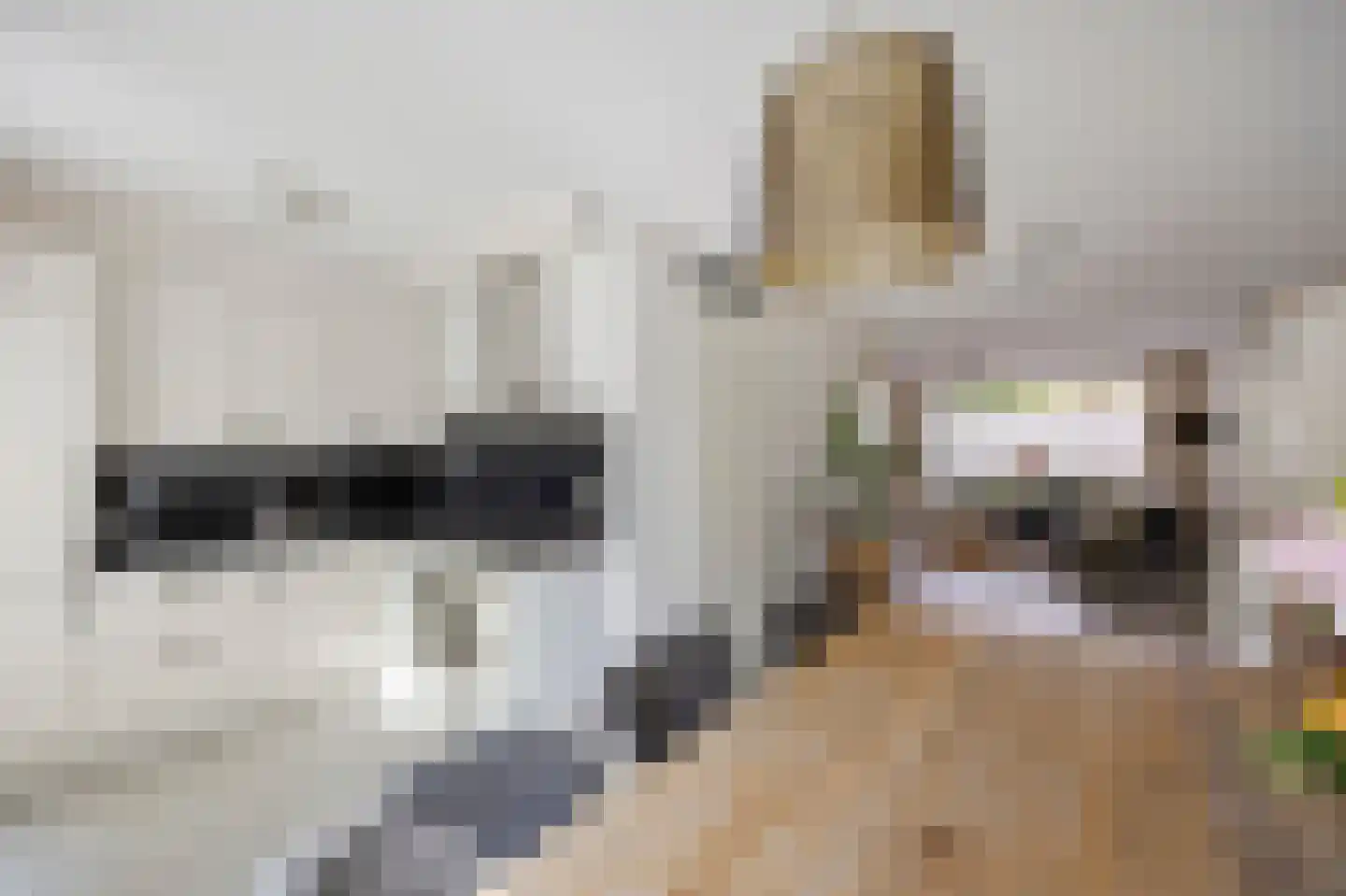 Thaalweg Oost 28 Echt thumbnail 27