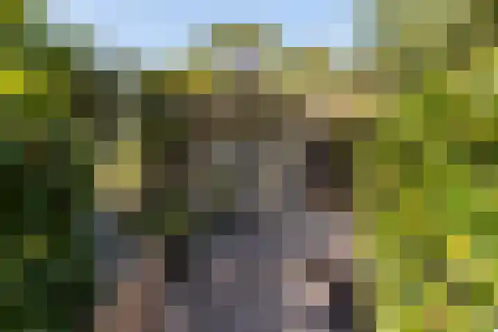 Thaborwei 8 Tirns thumbnail 40