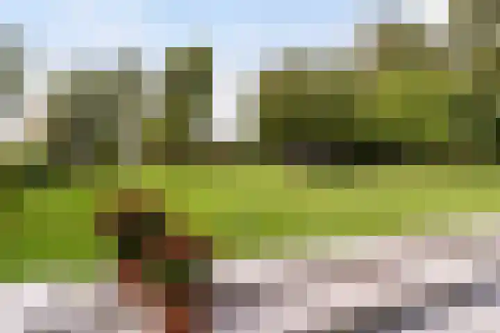 Thaborwei 8 Tirns thumbnail 52