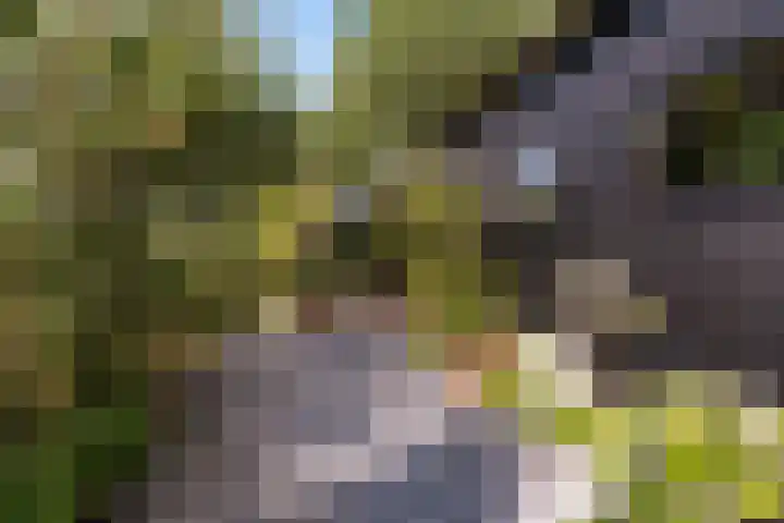 Thaborwei 8 Tirns thumbnail 65
