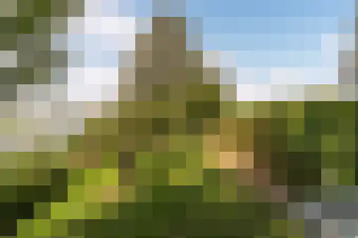 Thaborwei 8 Tirns thumbnail 75