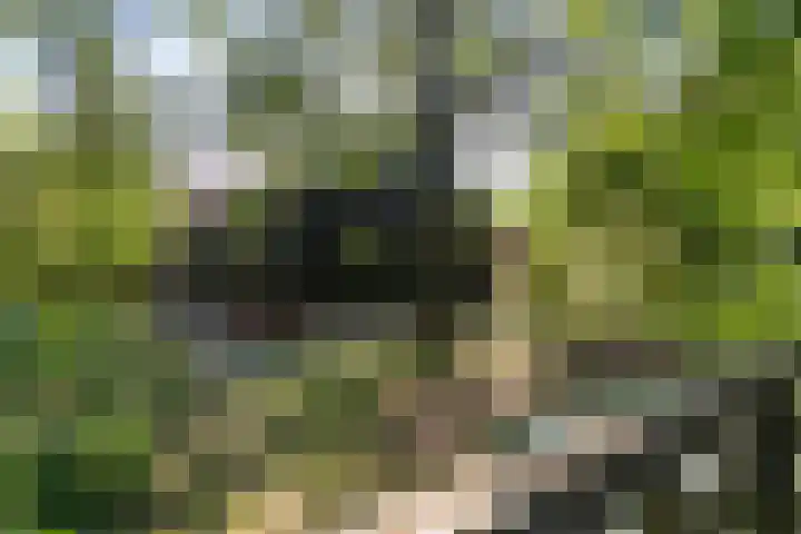 Thaborwei 8 Tirns thumbnail 84
