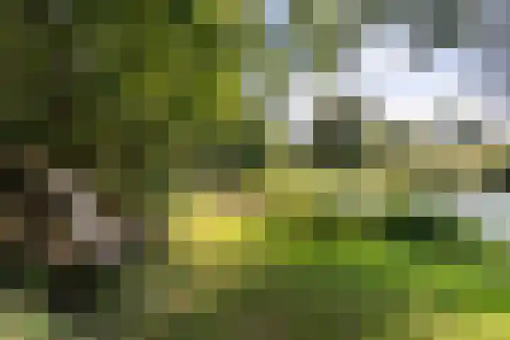 Thaborwei 8 Tirns thumbnail 85