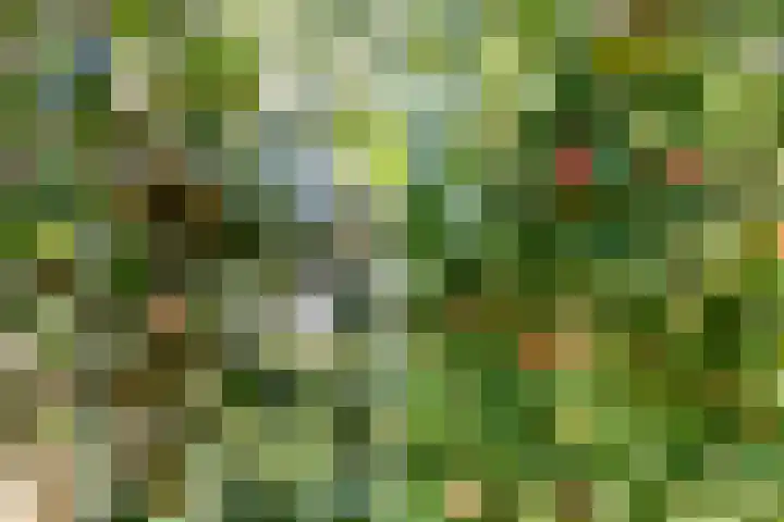 Thaborwei 8 Tirns thumbnail 91