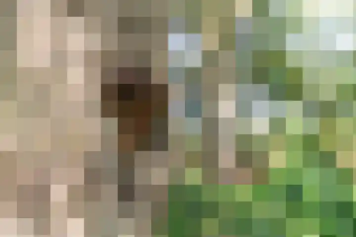 Thaborwei 8 Tirns thumbnail 92