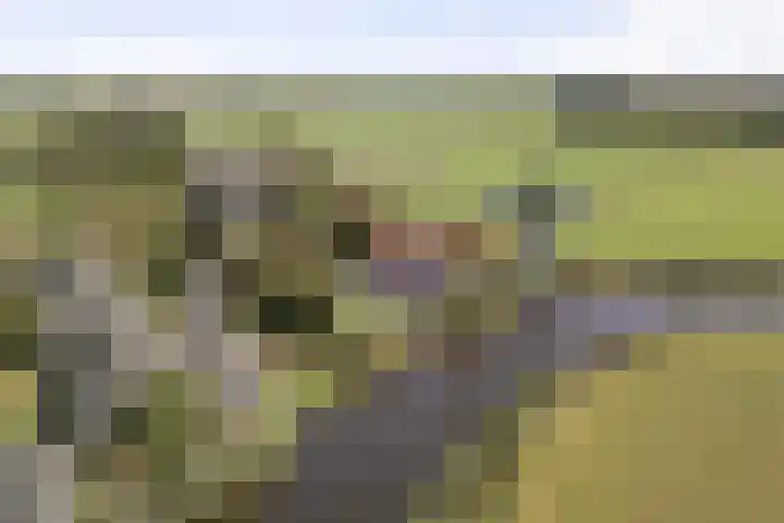 Thaborwei 8 Tirns thumbnail 94