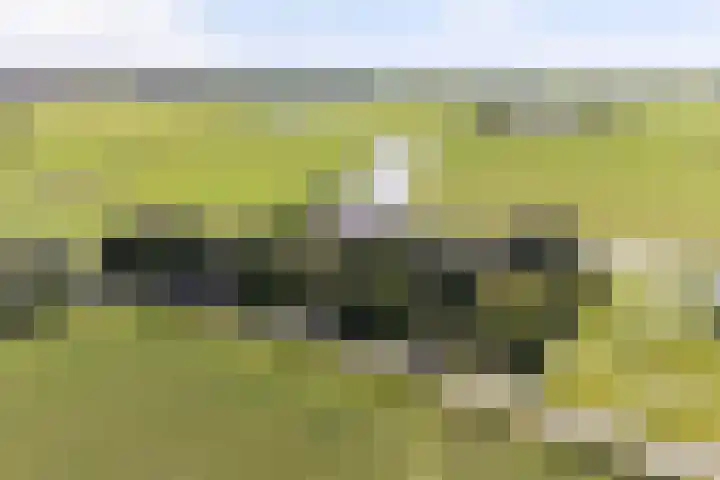 Thaborwei 8 Tirns thumbnail 97