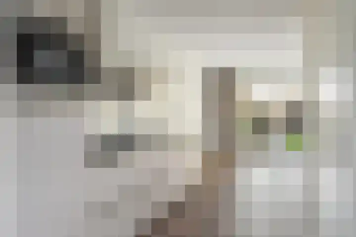 Thaliastraat 201 Arnhem thumbnail 10
