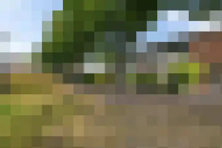 Thedingecamp 47 Emmen thumbnail 23