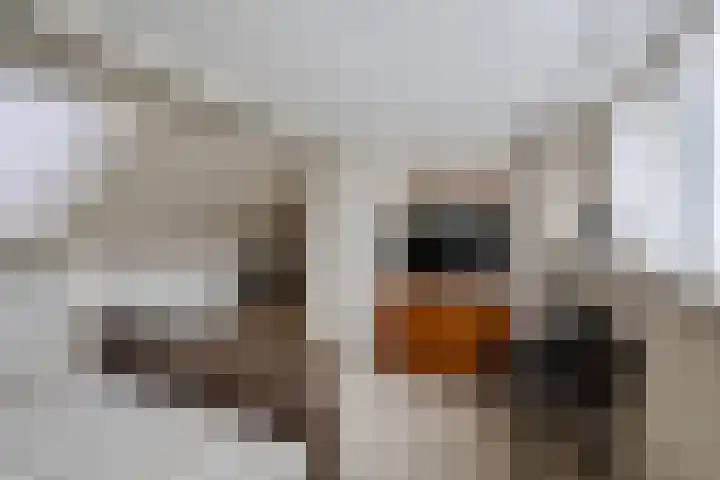 Theebos 13 Limmen thumbnail 26
