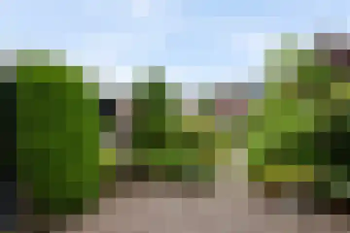 Theebos 13 Limmen thumbnail 27