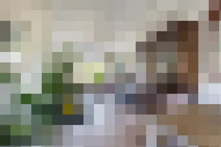 Theeroos 1 Berkel en Rodenrijs thumbnail 13