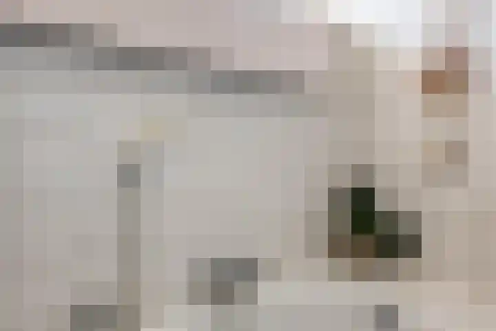 Theeroos 1 Berkel en Rodenrijs thumbnail 22