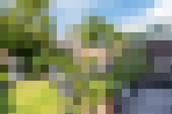 Theeroos 1 Berkel en Rodenrijs thumbnail 30