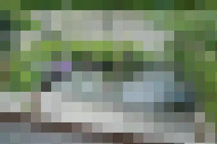Theeroos 1 Berkel en Rodenrijs thumbnail 31