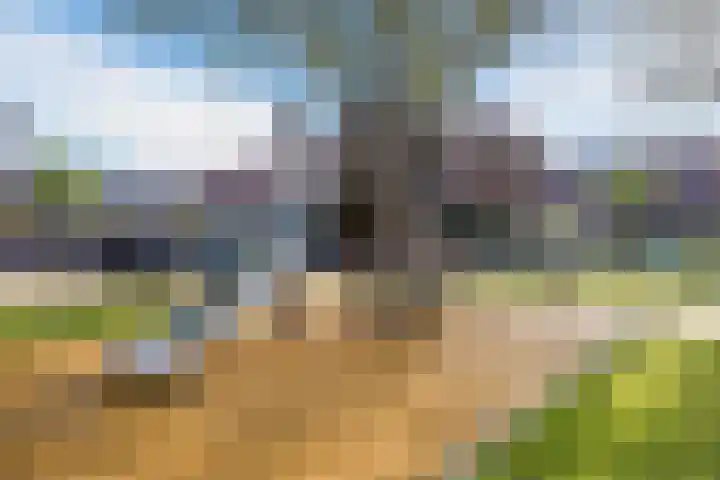 Theeroos 1 Berkel en Rodenrijs thumbnail 35