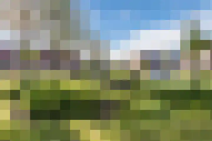 Theeroos 1 Berkel en Rodenrijs thumbnail 36