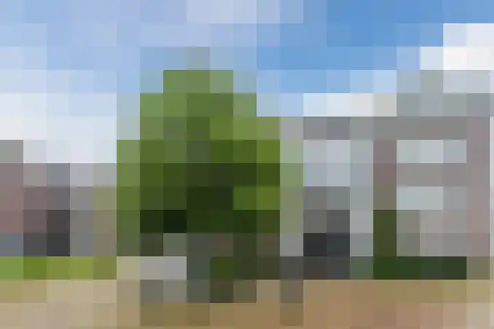Theo Vogelspad 40 Hilvarenbeek thumbnail 36