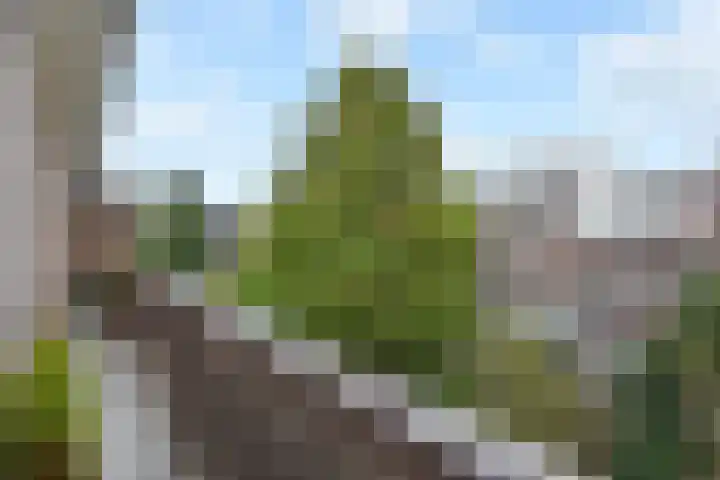Theresiastraat 211 Den Haag thumbnail 21